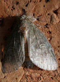 Saddled Prominent